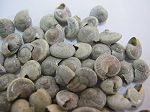 Umbonium gris